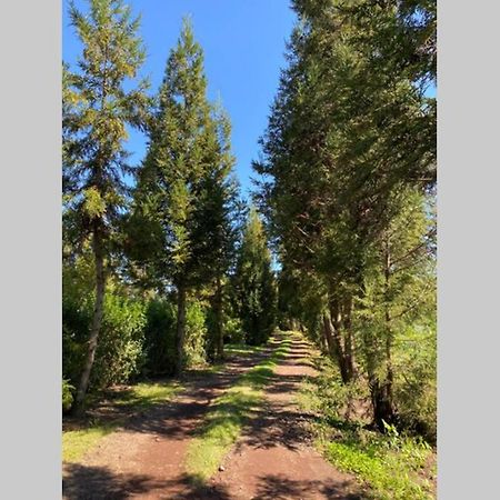 Agreable Chalet Au Milieu Des Sapins La Plaine des Cafres Zewnętrze zdjęcie